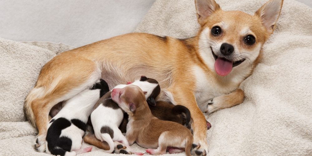 cachorro-com-filhotes-amamentando-111451