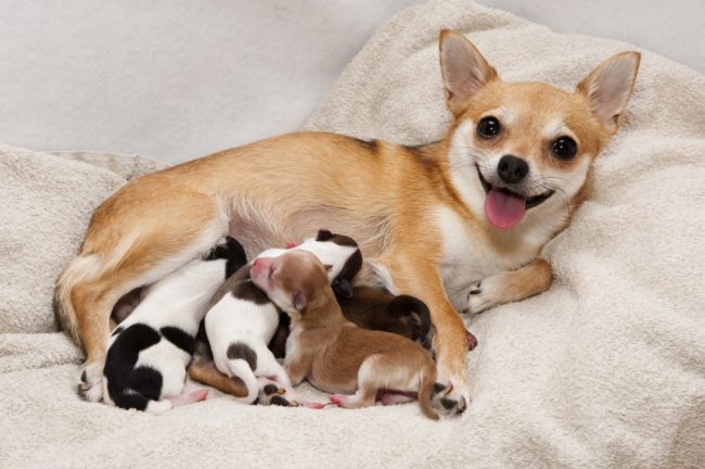 cachorro-com-filhotes-amamentando-111451