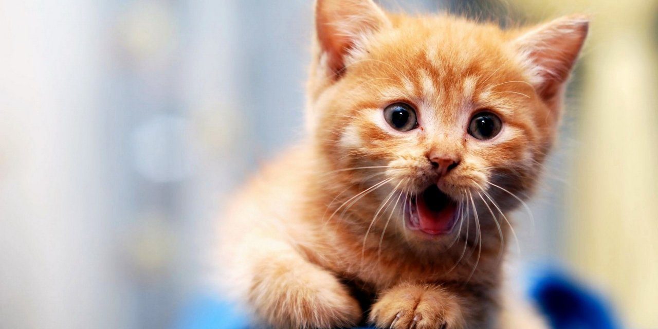 desvermicacao gato