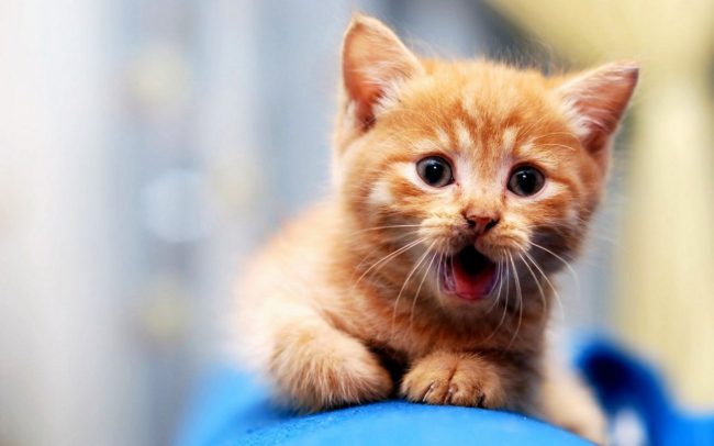 desvermicacao gato