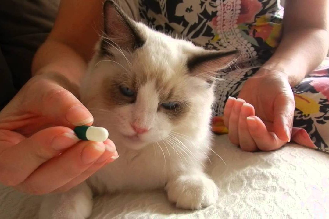 gato comprimido