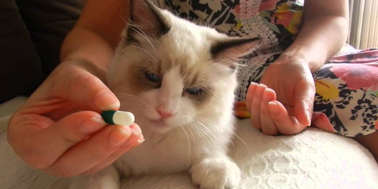 gato comprimido