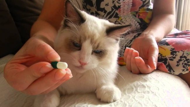 gato comprimido