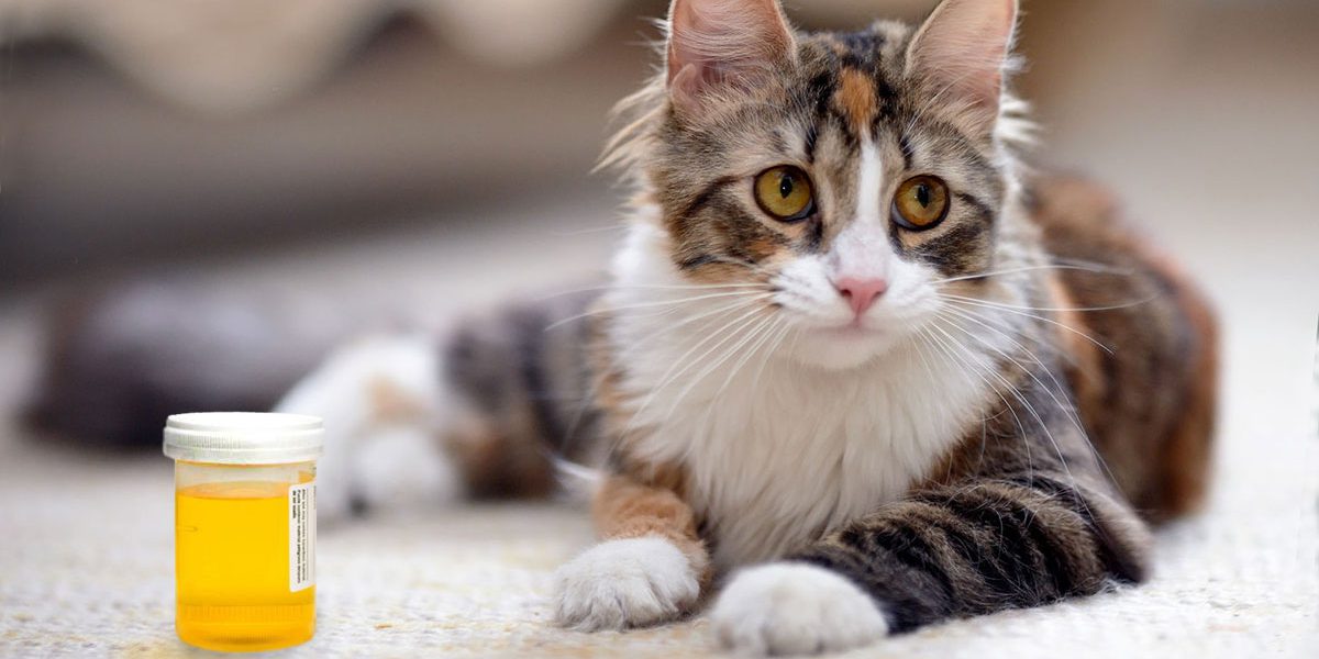 gato xixi