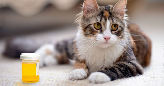 gato xixi