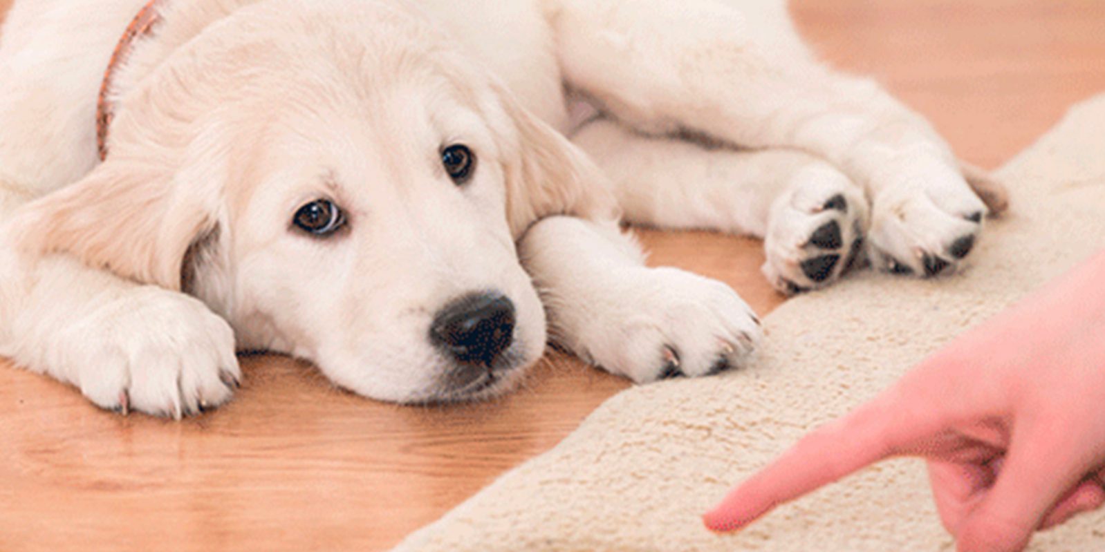 cachorroxixi