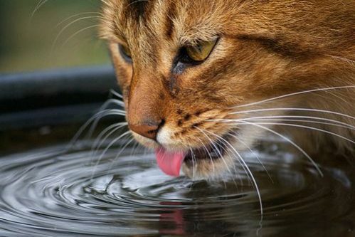 gatos bebendo agua