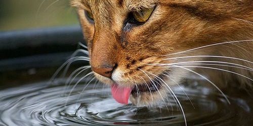 gatos bebendo agua