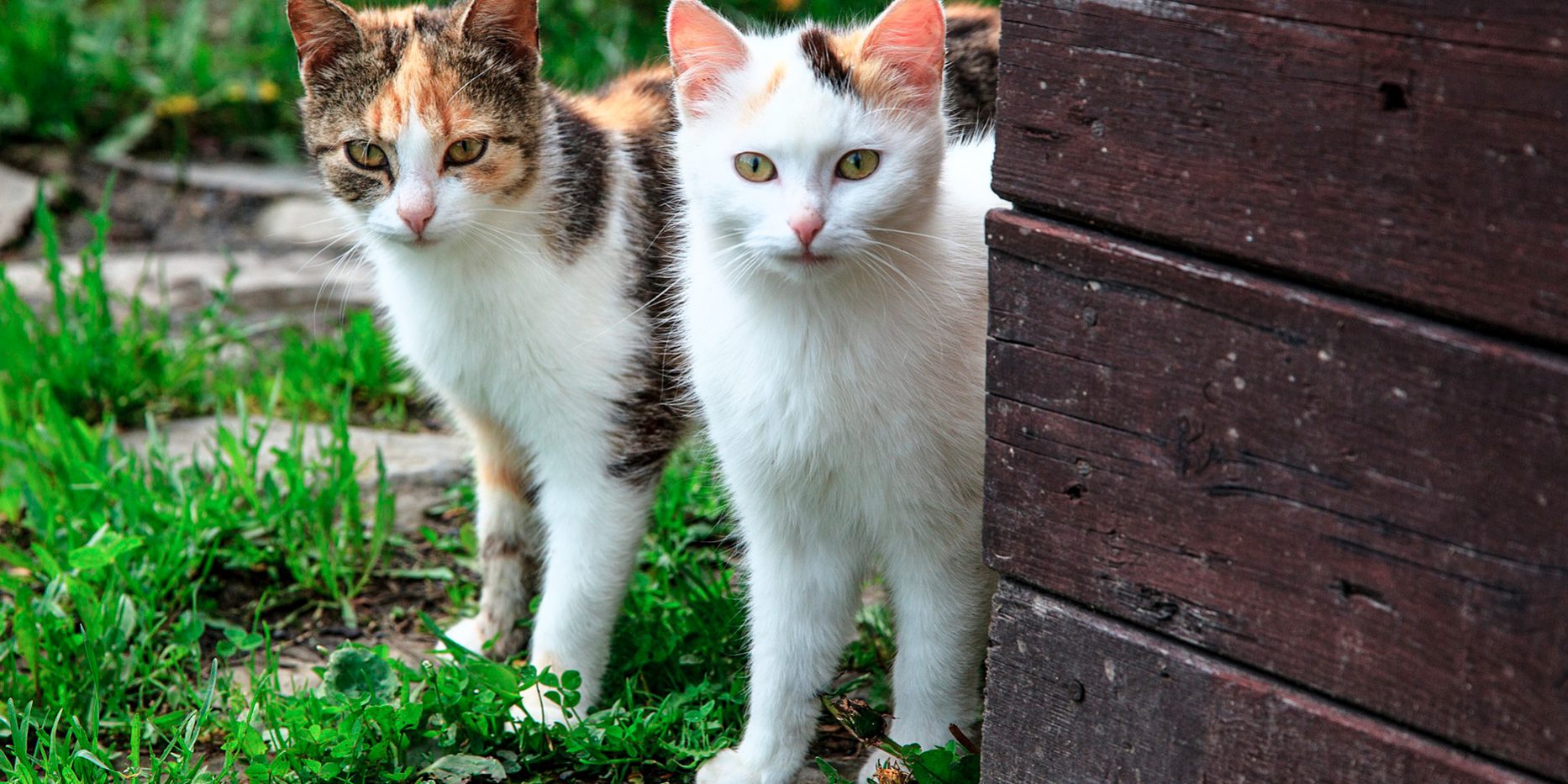 reproducaodosgatos