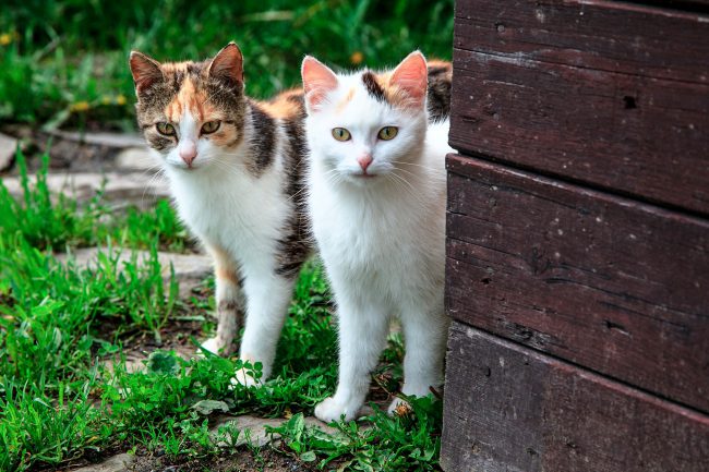 reproducaodosgatos